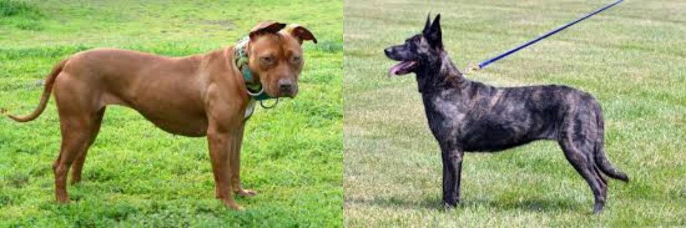 Dutch Shepherd vs American Pit Bull Terrier - Breed Comparison
