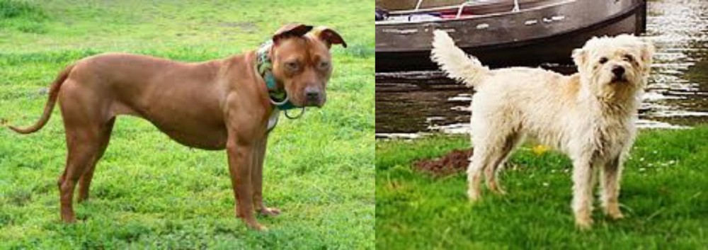 Dutch Smoushond vs American Pit Bull Terrier - Breed Comparison