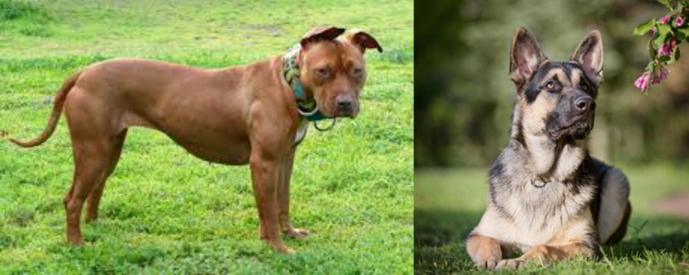 East European Shepherd vs American Pit Bull Terrier - Breed Comparison