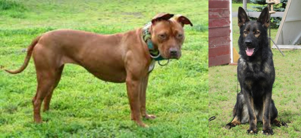 East German Shepherd vs American Pit Bull Terrier - Breed Comparison