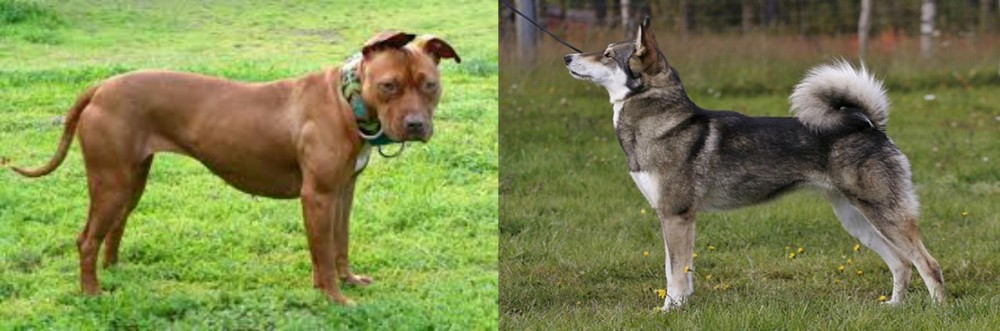 East Siberian Laika vs American Pit Bull Terrier - Breed Comparison