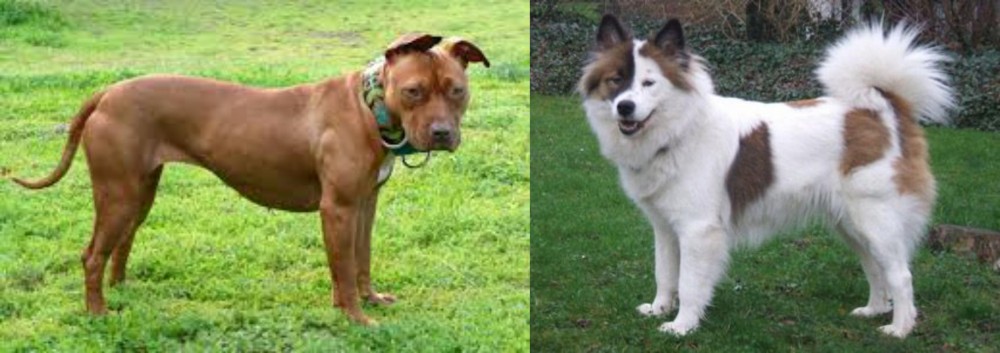 Elo vs American Pit Bull Terrier - Breed Comparison
