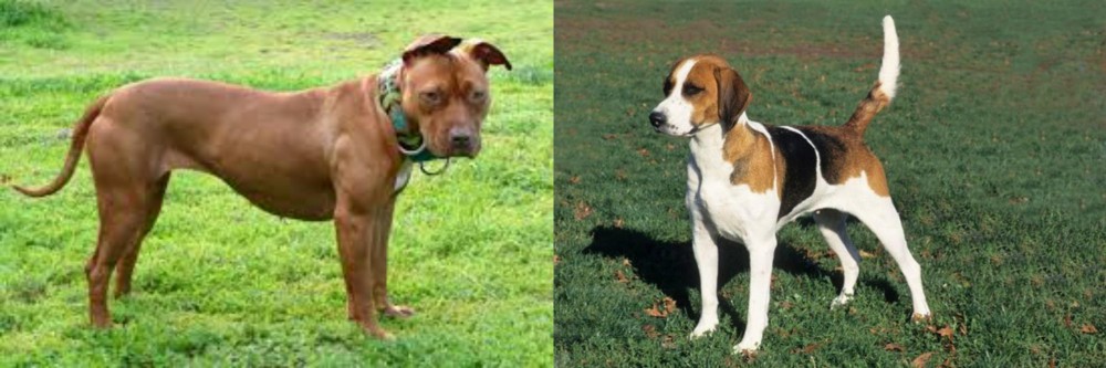 English Foxhound vs American Pit Bull Terrier - Breed Comparison