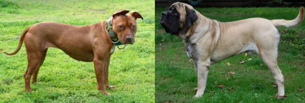 English Mastiff vs American Pit Bull Terrier - Breed Comparison