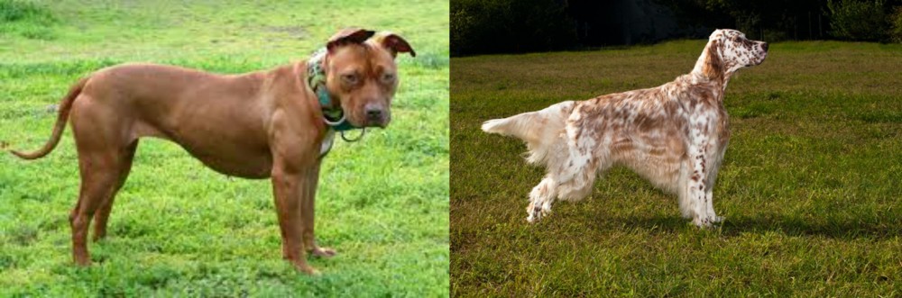 English Setter vs American Pit Bull Terrier - Breed Comparison
