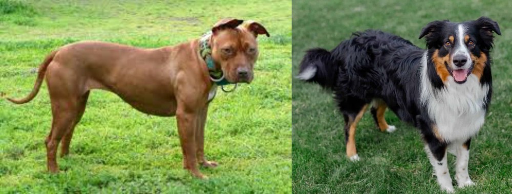 English Shepherd vs American Pit Bull Terrier - Breed Comparison
