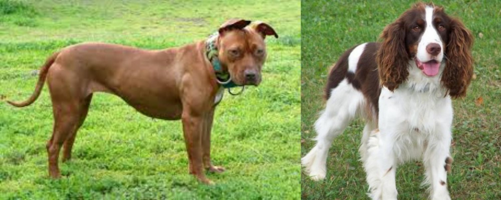 English Springer Spaniel vs American Pit Bull Terrier - Breed Comparison