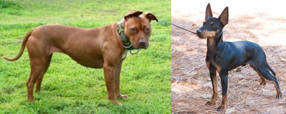 English Toy Terrier (Black & Tan) vs American Pit Bull Terrier - Breed Comparison