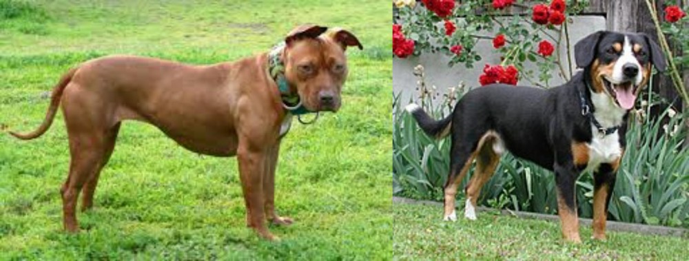 Entlebucher Mountain Dog vs American Pit Bull Terrier - Breed Comparison