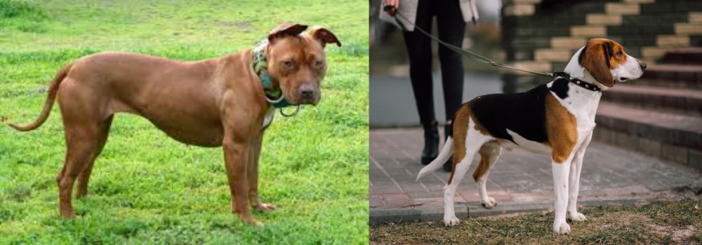 Estonian Hound vs American Pit Bull Terrier - Breed Comparison