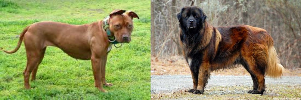 Estrela Mountain Dog vs American Pit Bull Terrier - Breed Comparison