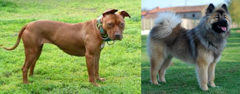 Eurasier vs American Pit Bull Terrier - Breed Comparison