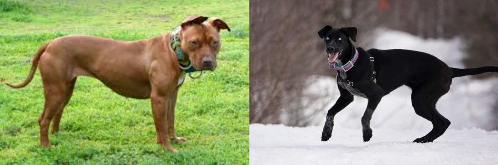 Eurohound vs American Pit Bull Terrier - Breed Comparison