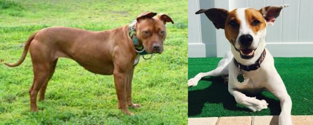 Feist vs American Pit Bull Terrier - Breed Comparison