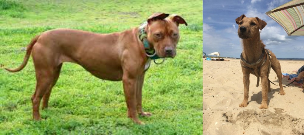 Fell Terrier vs American Pit Bull Terrier - Breed Comparison