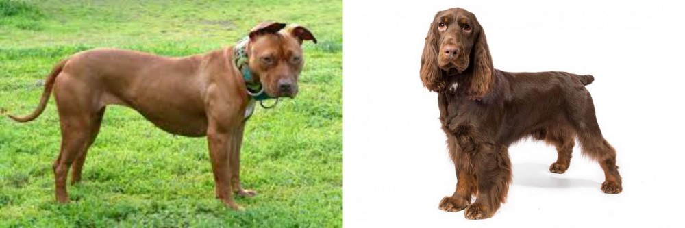 Field Spaniel vs American Pit Bull Terrier - Breed Comparison