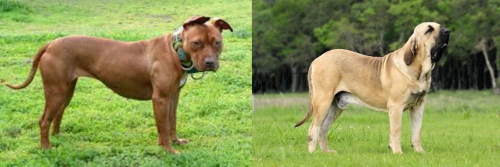 Fila Brasileiro vs American Pit Bull Terrier - Breed Comparison