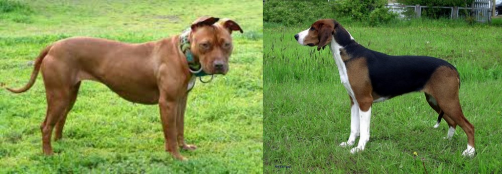 Finnish Hound vs American Pit Bull Terrier - Breed Comparison