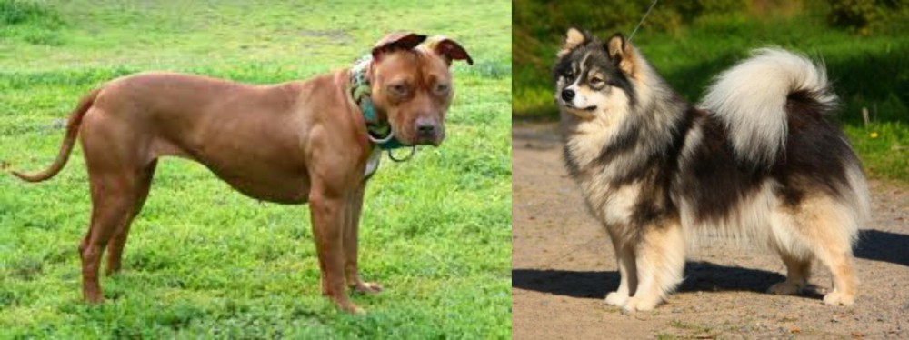 Finnish Lapphund vs American Pit Bull Terrier - Breed Comparison