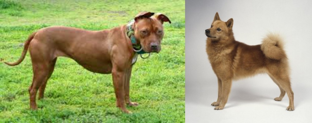 Finnish Spitz vs American Pit Bull Terrier - Breed Comparison