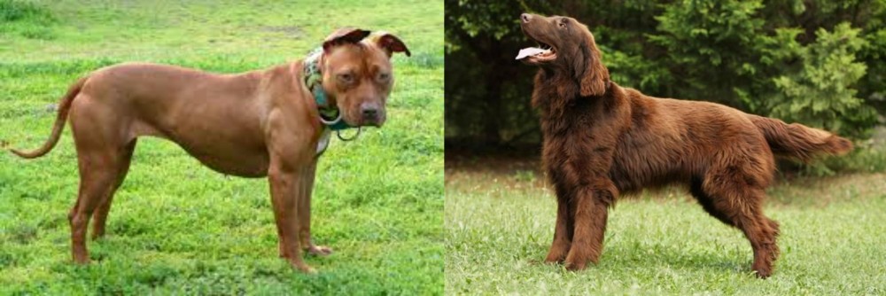 Flat-Coated Retriever vs American Pit Bull Terrier - Breed Comparison