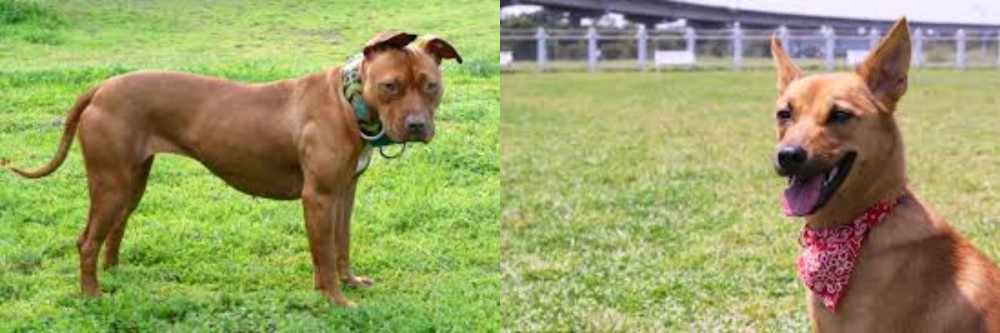 Formosan Mountain Dog vs American Pit Bull Terrier - Breed Comparison