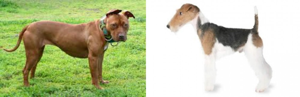 Fox Terrier vs American Pit Bull Terrier - Breed Comparison