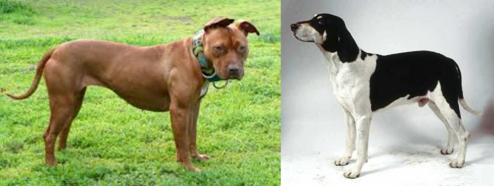 Francais Blanc et Noir vs American Pit Bull Terrier - Breed Comparison