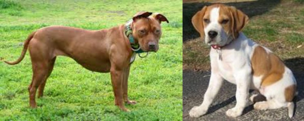 Francais Blanc et Orange vs American Pit Bull Terrier - Breed Comparison