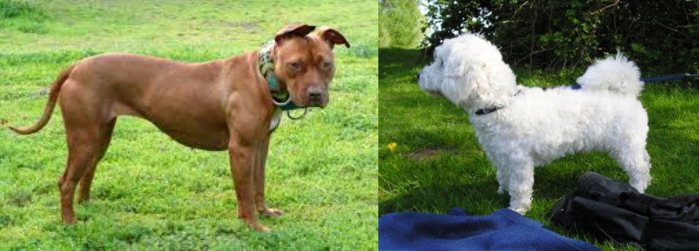 Franzuskaya Bolonka vs American Pit Bull Terrier - Breed Comparison