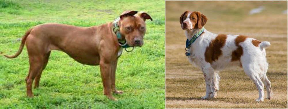 French Brittany vs American Pit Bull Terrier - Breed Comparison