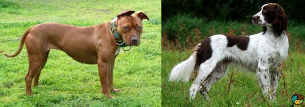 French Spaniel vs American Pit Bull Terrier - Breed Comparison