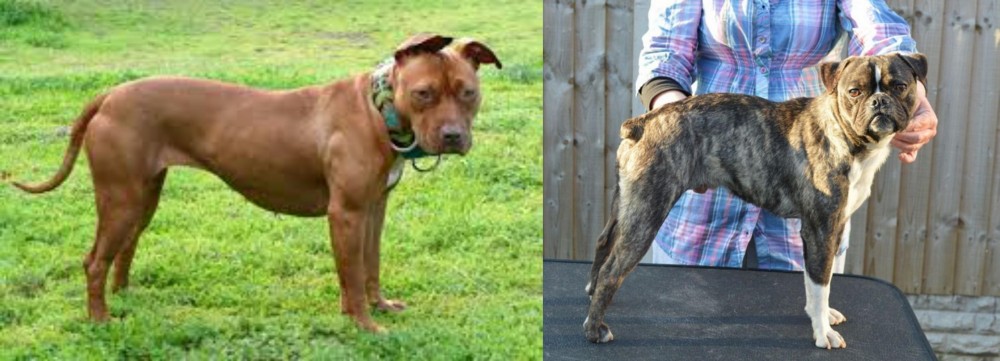 Fruggle vs American Pit Bull Terrier - Breed Comparison