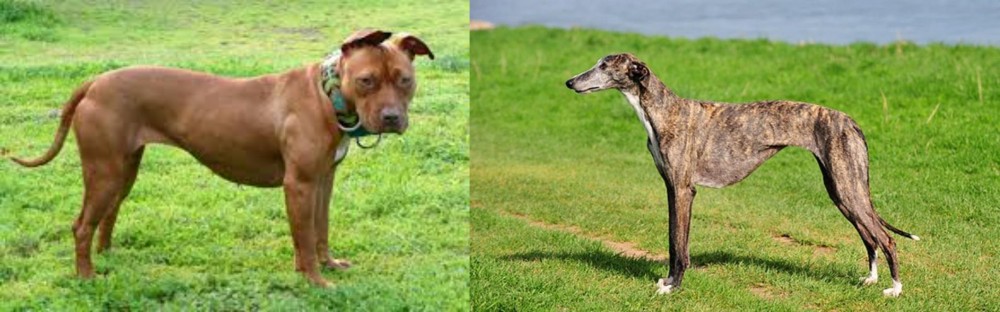 Galgo Espanol vs American Pit Bull Terrier - Breed Comparison