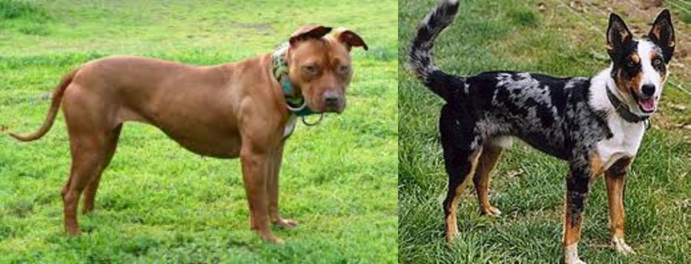 German Coolie vs American Pit Bull Terrier - Breed Comparison