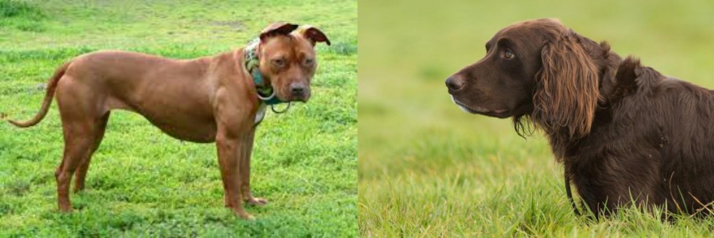 German Longhaired Pointer vs American Pit Bull Terrier - Breed Comparison