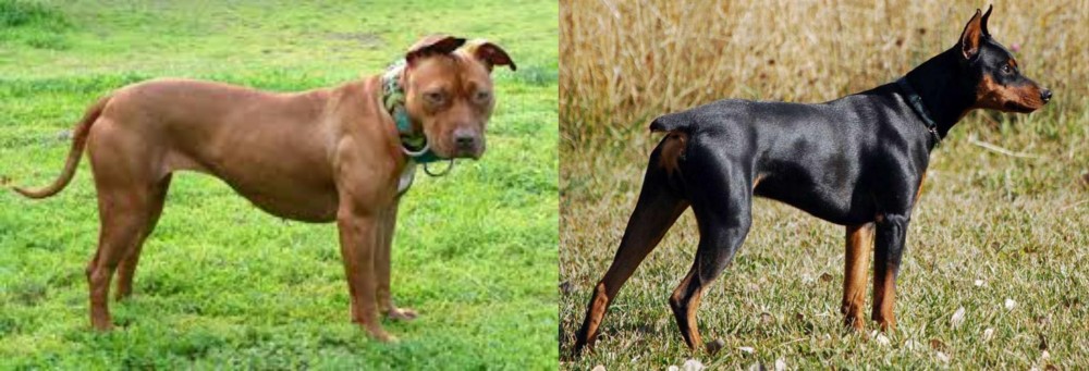German Pinscher vs American Pit Bull Terrier - Breed Comparison
