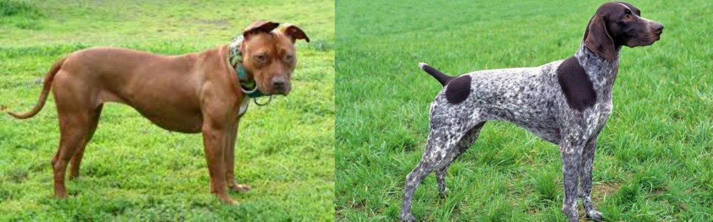 German Shorthaired Pointer vs American Pit Bull Terrier - Breed Comparison