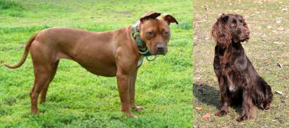 German Spaniel vs American Pit Bull Terrier - Breed Comparison