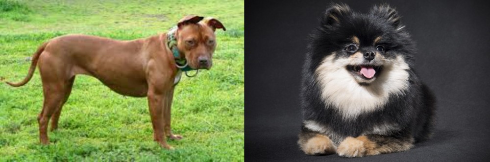 German Spitz (Klein) vs American Pit Bull Terrier - Breed Comparison
