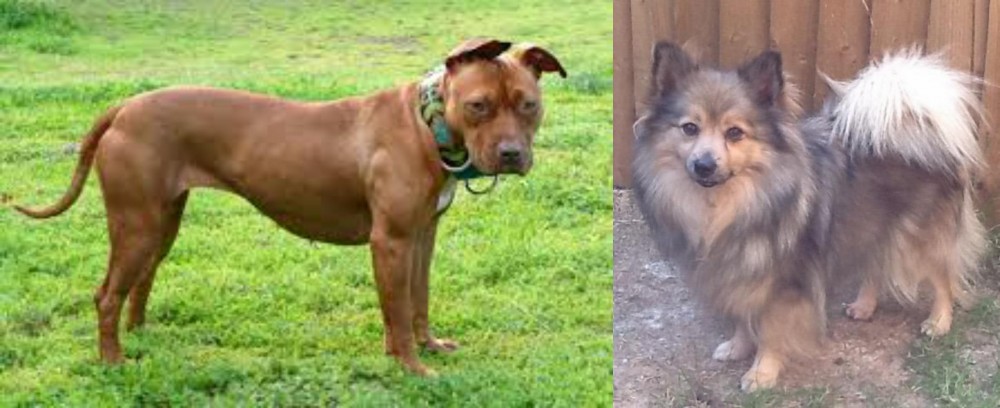 German Spitz (Mittel) vs American Pit Bull Terrier - Breed Comparison