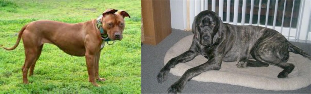 Giant Maso Mastiff vs American Pit Bull Terrier - Breed Comparison