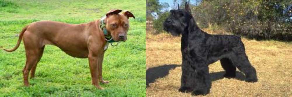 Giant Schnauzer vs American Pit Bull Terrier - Breed Comparison