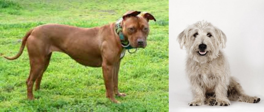 Glen of Imaal Terrier vs American Pit Bull Terrier - Breed Comparison