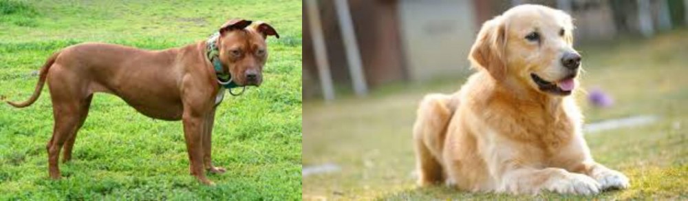 Goldador vs American Pit Bull Terrier - Breed Comparison