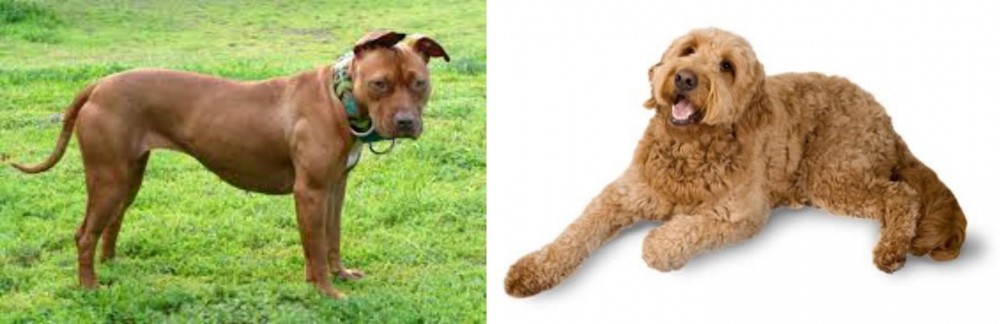 Golden Doodle vs American Pit Bull Terrier - Breed Comparison