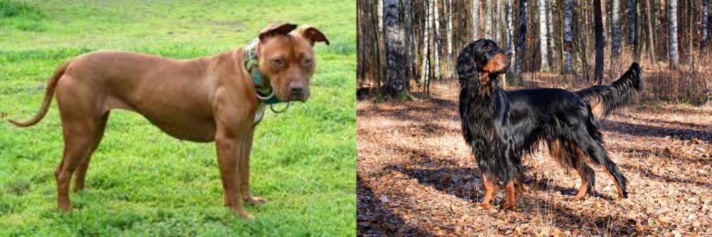 Gordon Setter vs American Pit Bull Terrier - Breed Comparison