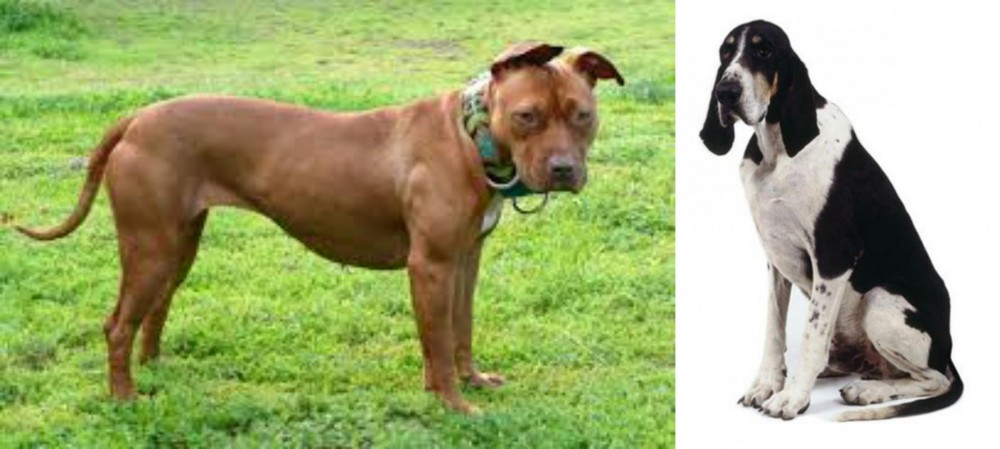 Grand Anglo-Francais Blanc et Noir vs American Pit Bull Terrier - Breed Comparison