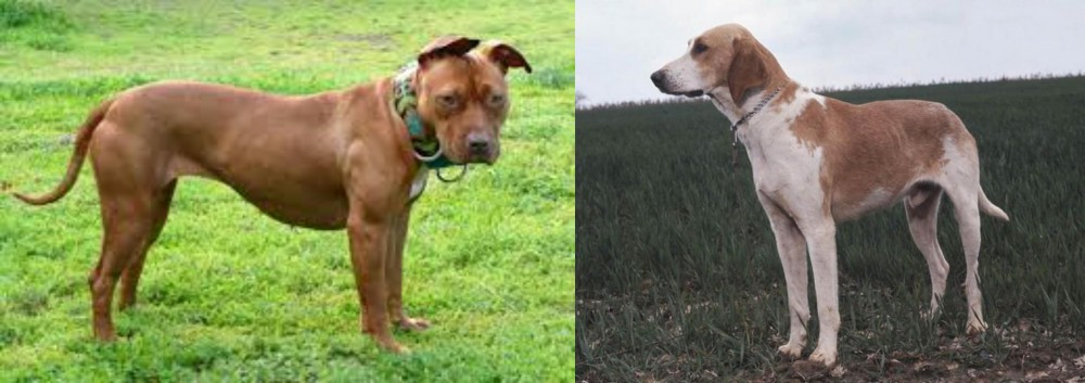 Grand Anglo-Francais Blanc et Orange vs American Pit Bull Terrier - Breed Comparison