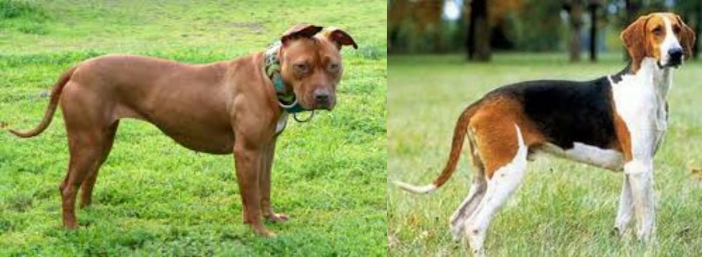 Grand Anglo-Francais Tricolore vs American Pit Bull Terrier - Breed Comparison